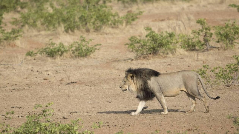 Drame en Namibie : un touriste tué par un lion lors d’un safari de luxe