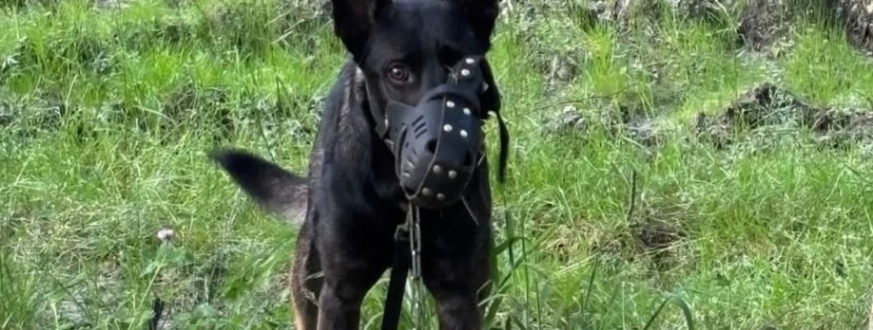 Vizzavona : mobilisation d’urgence pour sauver un chien abandonné avec collier étrangleur