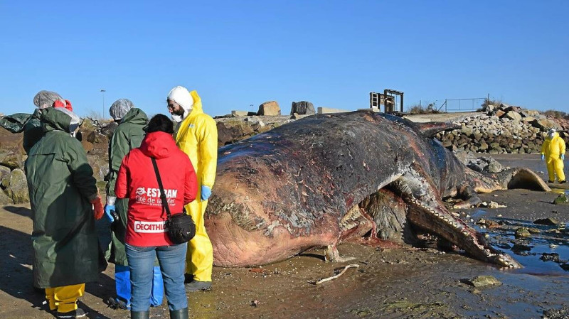 Un Cachalot Échoué à Villefranche-de-Rouergue: Une Action pour Sensibiliser au Changement Climatique
