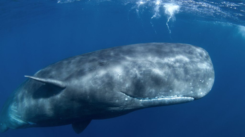 Un cachalot échoué à Villefranche-de-Rouergue : L'événement qui a marqué la journée