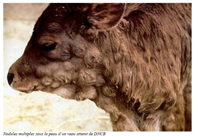 La Dermatose Nodulaire Contagieuse : Un Fléau pour l'Agriculture Française