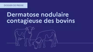 Blocage des agriculteurs sur l'A64 : une colère qui gronde contre l'abattage de bovins