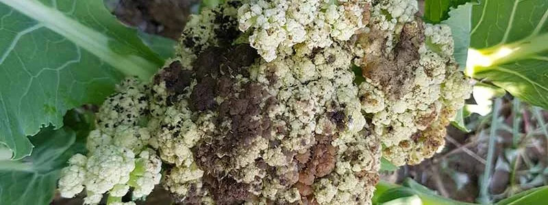 La crise du chou-fleur : Une filière en péril et un appel à l'aide de la grande distribution