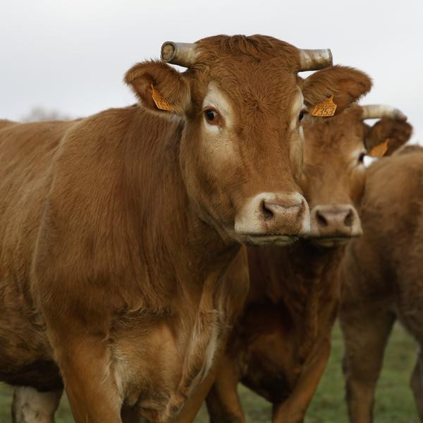 La Dermatose Nodulaire Contagieuse en Ariège : Un Fléau qui Divise les Agriculteurs