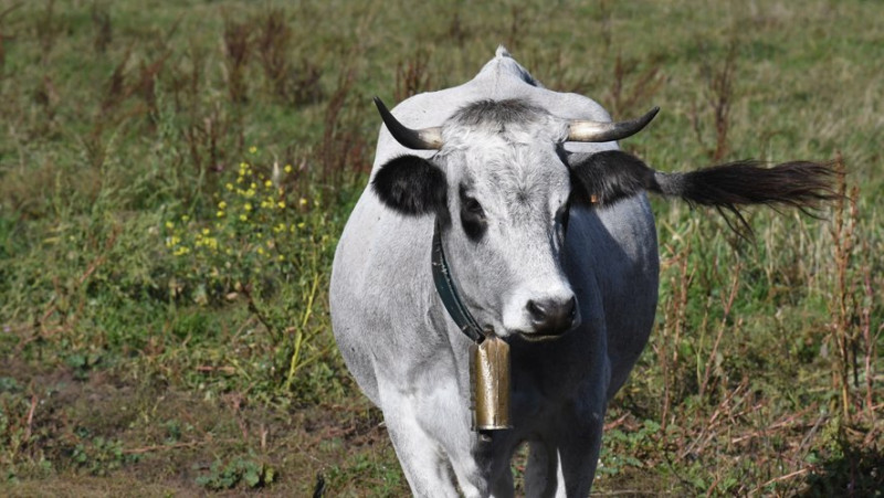La Dermatose Nodulaire Contagieuse en Ariège: Un Foyer Détecté et des Réactions en Chaîne