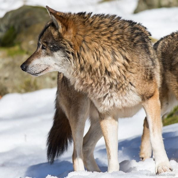 Le loup Intermarché : Un phénomène viral en 2025