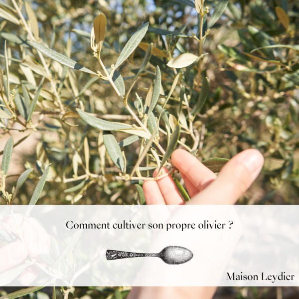 Olivier Faure : Un Homme au Cœur de la Politique Française