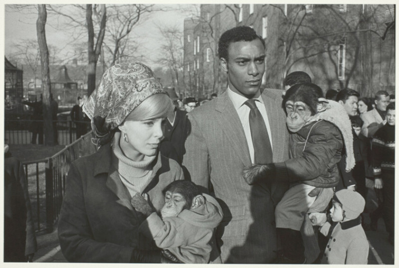 Le ZooParc de Beauval : Un Paradis pour les Amateurs d’Animaux