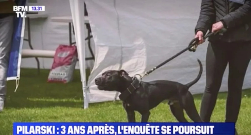 L'histoire fascinante de Curtis, le chien légendaire