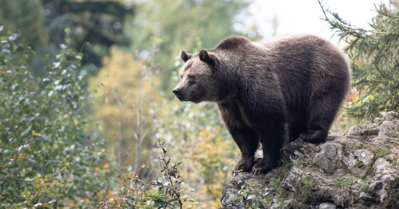 L'ours brun : un retour triomphal dans les Pyrénées