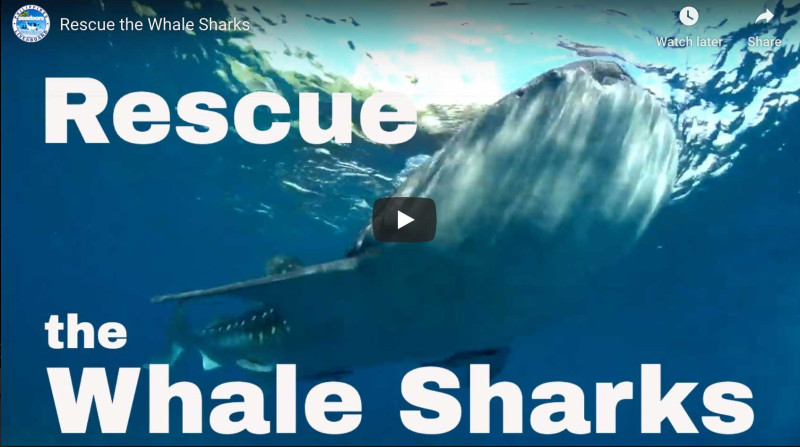 La baleine Timmy: un symbole de la lutte pour la survie marine